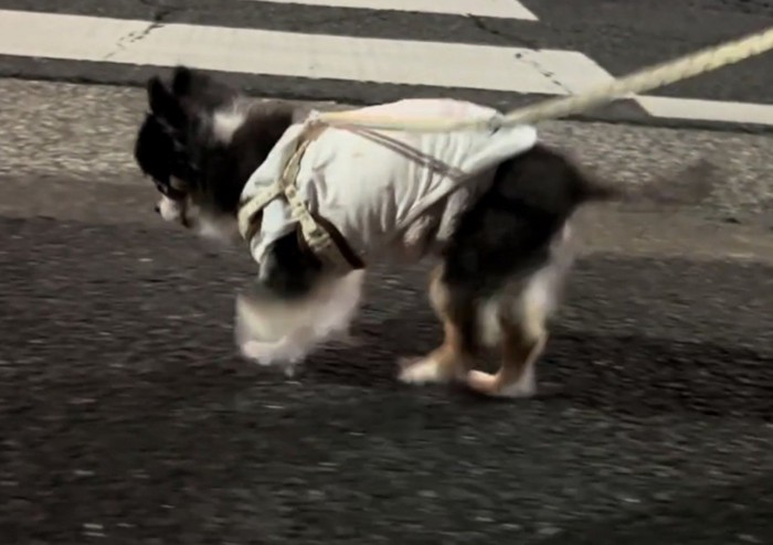 横断歩道を渡る犬