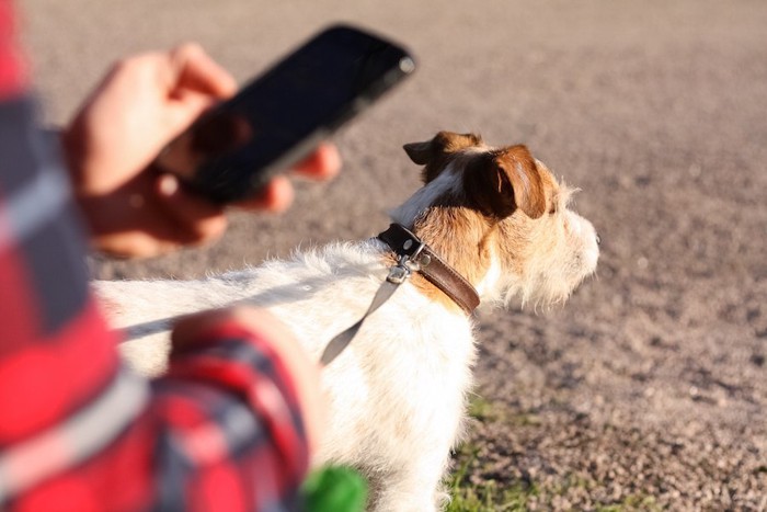 犬の散歩中にスマホチェックをする人