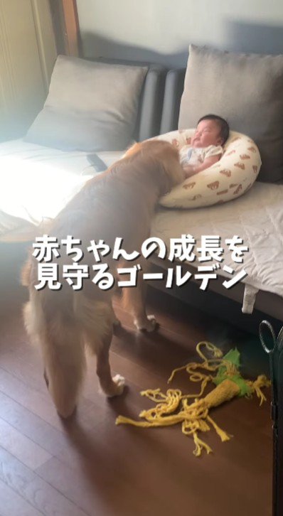 優しく見守るピノちゃん