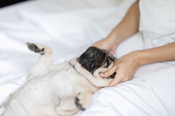 マッサージでリラックスしている犬