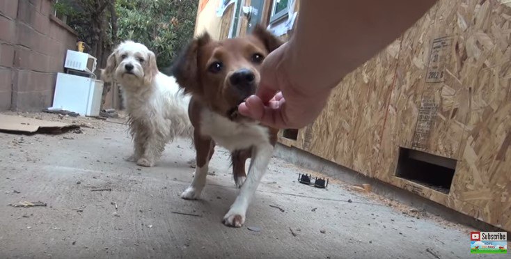 手から食べる茶色い犬