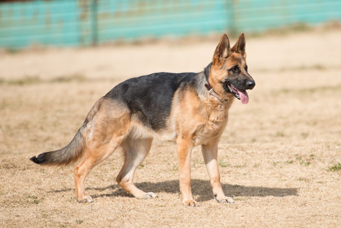 災害救助犬