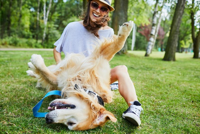 仰向けに寝転んで飼い主に甘える犬