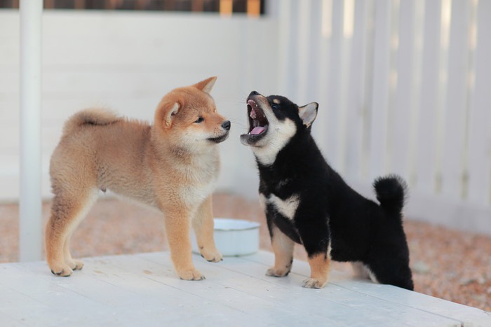 ２頭の子犬