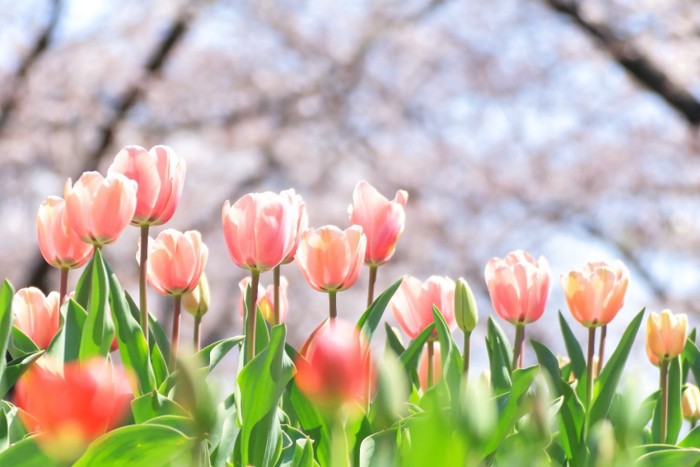 桜の背景に咲いているピンクのチューリップ