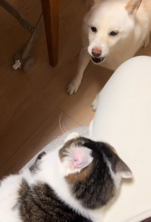 福丸くんと朔ちゃん4