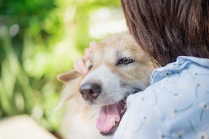 犬を抱っこ