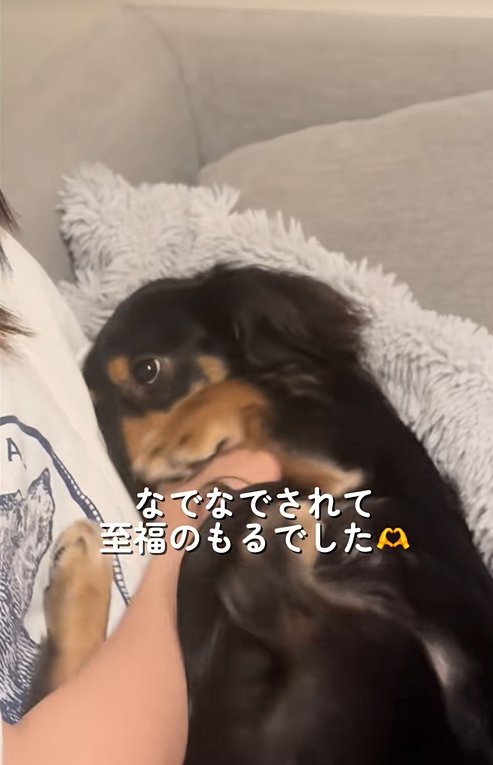 飼い主の友人を上目遣いで見つめる小型犬