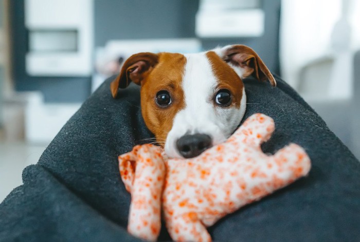 おもちゃを咥える犬