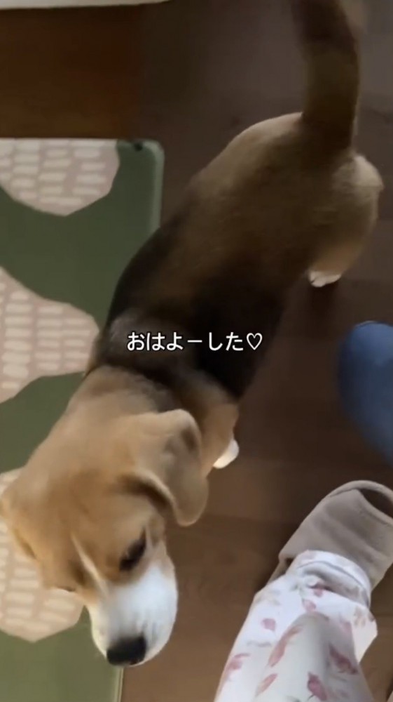 人のそばに来た犬