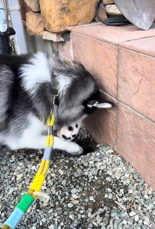 ナラちゃんの行動3