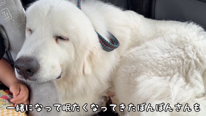 チャイルドシートにあごを乗せて眠る犬