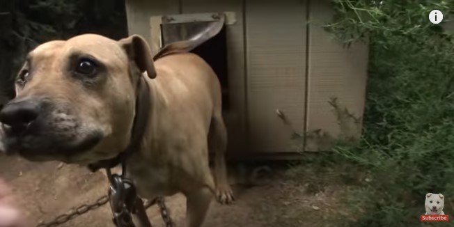 おずおずと近づく犬