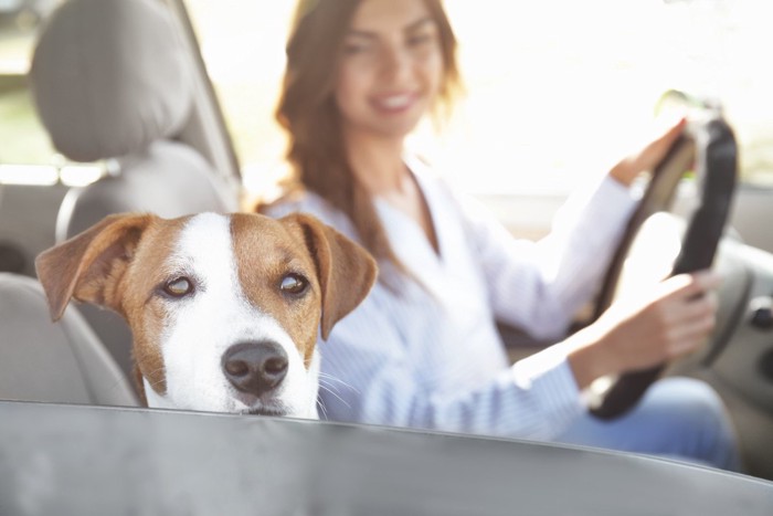 車内に女性と犬