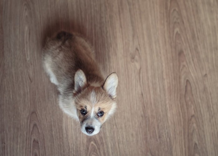 見上げている子犬