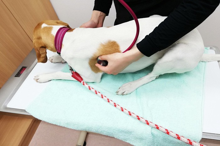 固まったまま診察される犬