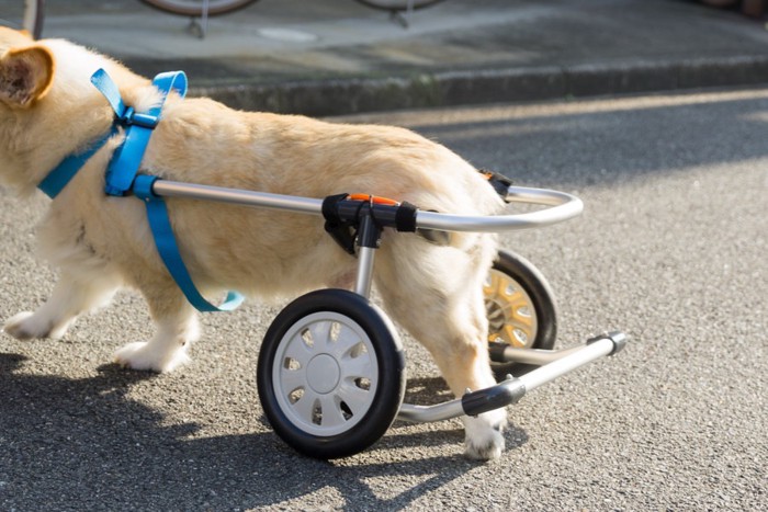 車椅子を装着した犬