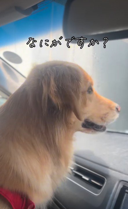 ブラシに興味津々