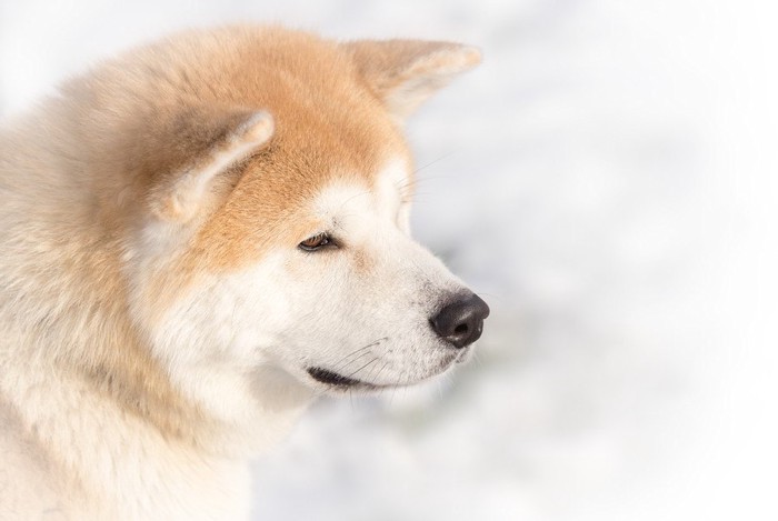 秋田犬、顔のアップ