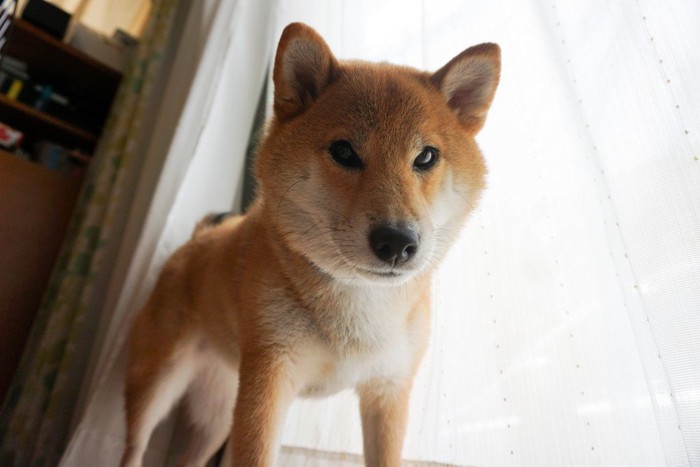 真顔で見つめる柴犬