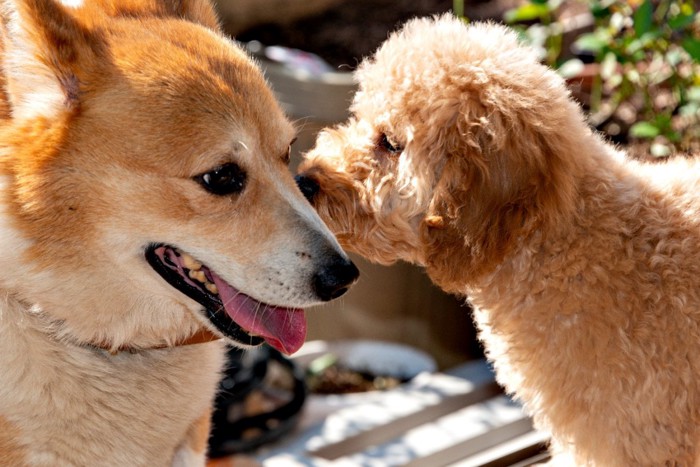 犬同士のふれあい