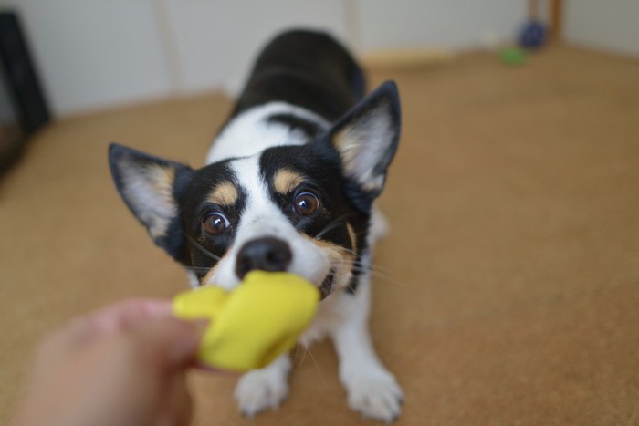 黄色いおもちゃを引っ張る