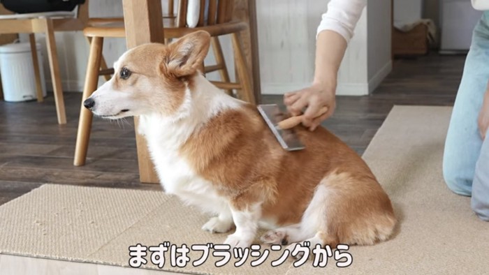 ブラッシングされる犬