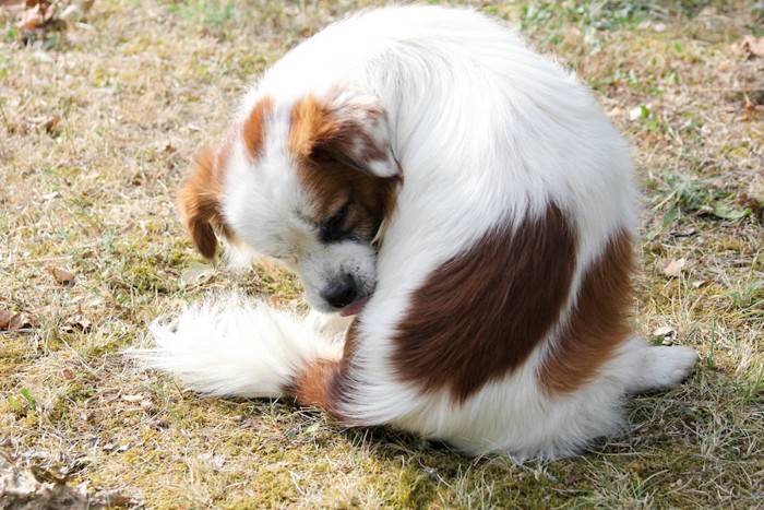 丸くなって体を舐める犬