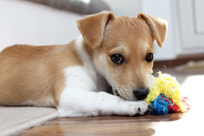 おもちゃをくわえている子犬