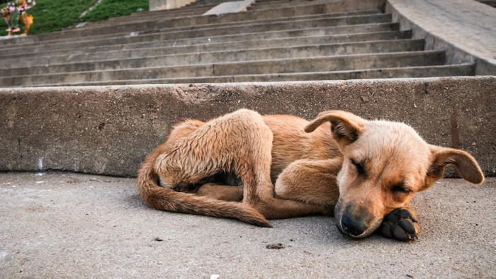 道路で眠るやせ細った犬