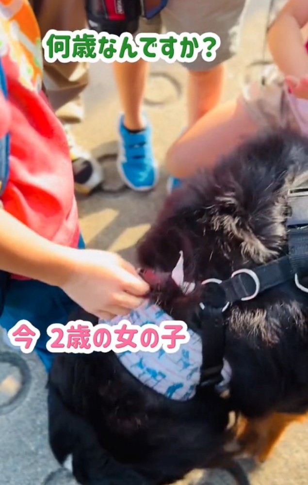 小学生に囲まれる超大型犬4