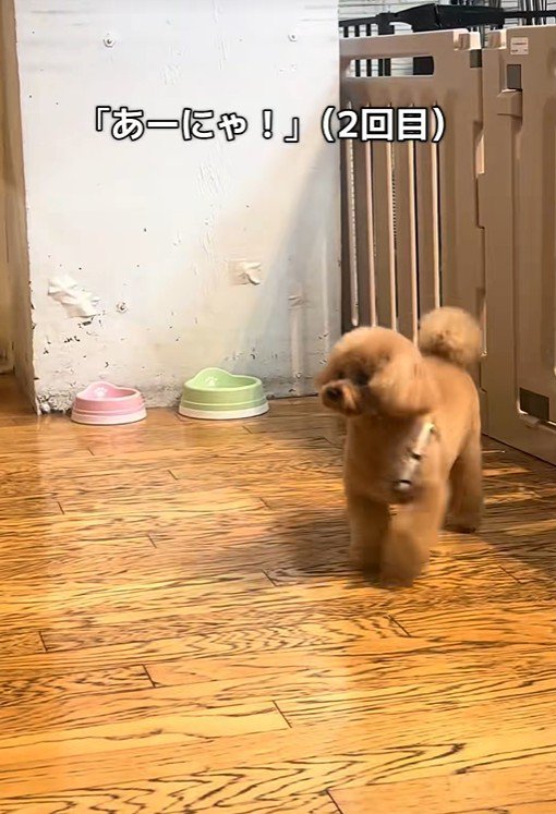 2回呼んでみたら…