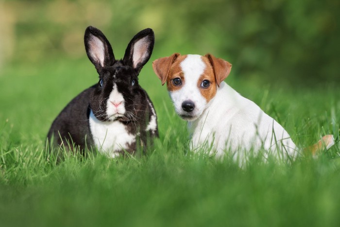 ウサギと犬