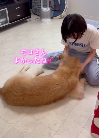 寝転がりながら女性に撫でられるゴールデンレトリバー