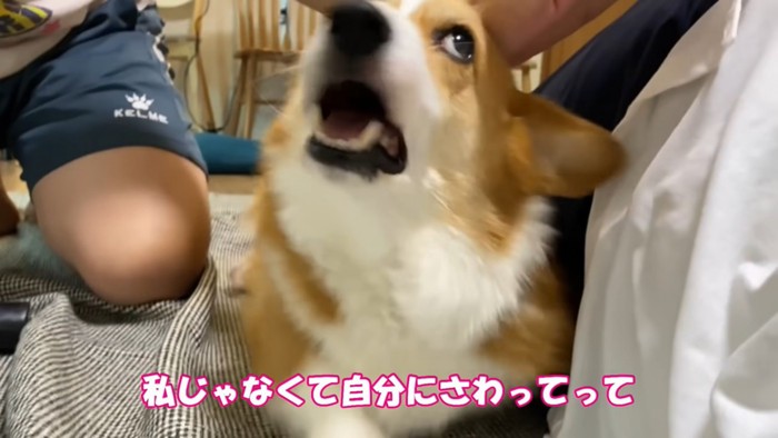 上を向いて口を開ける犬