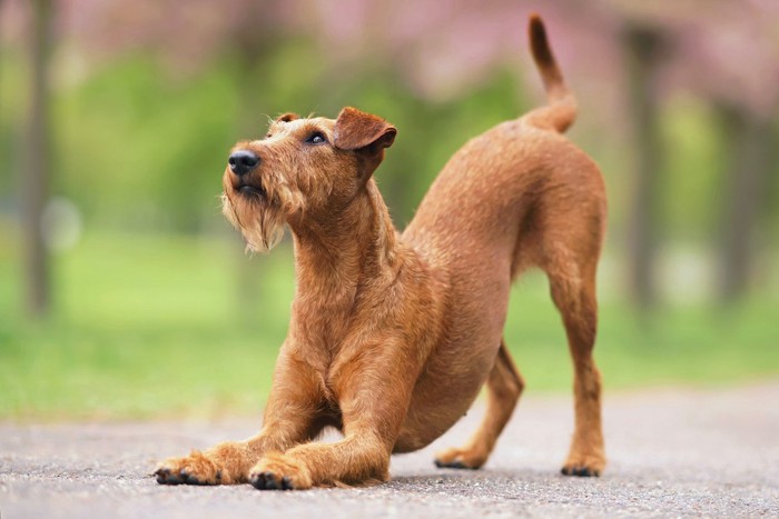 伸びをして飼い主を見つめる犬