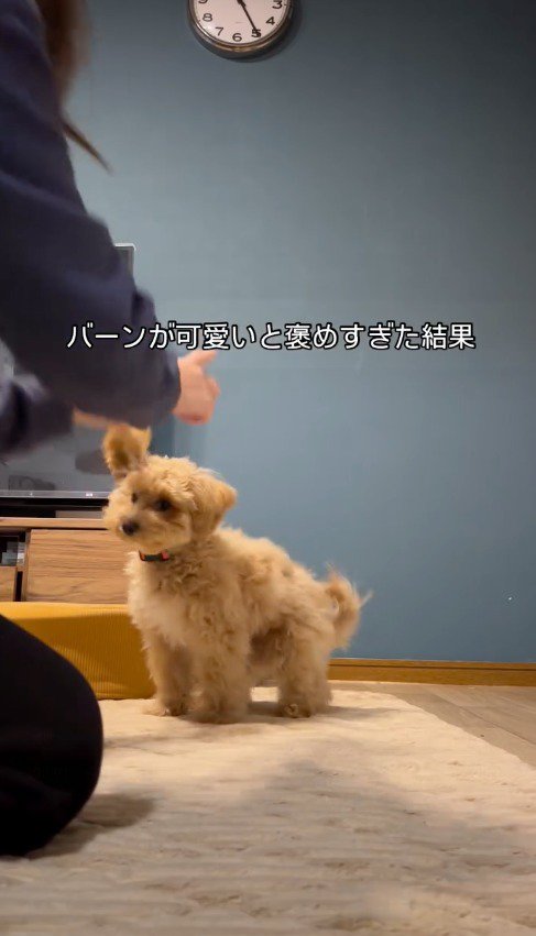 飼い主の動きに合わせて体を動かす犬