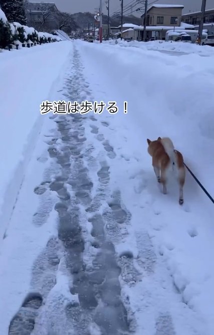 歩道を歩くつぶちゃん