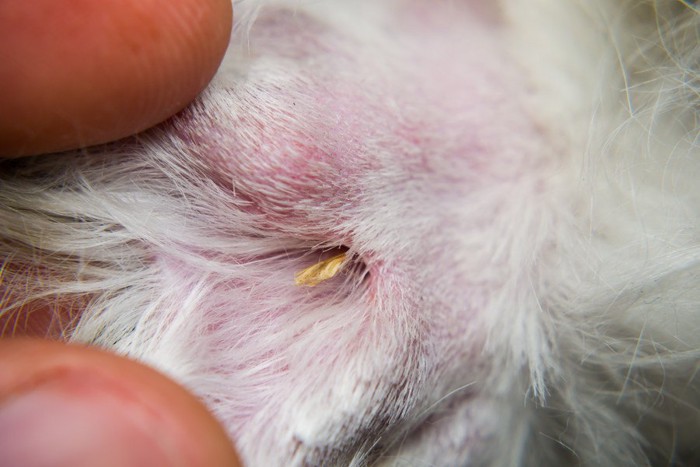 ノギが刺さった犬の足