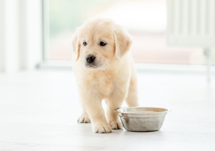 子犬と餌