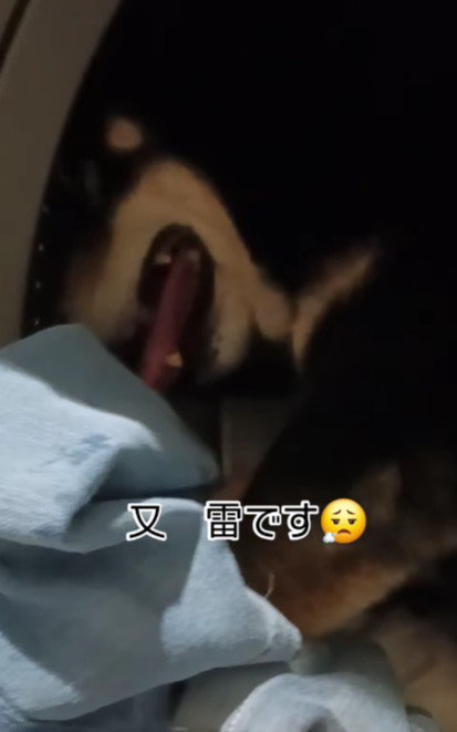 洗濯機の中に避難