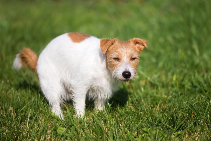 ウンチ中の犬