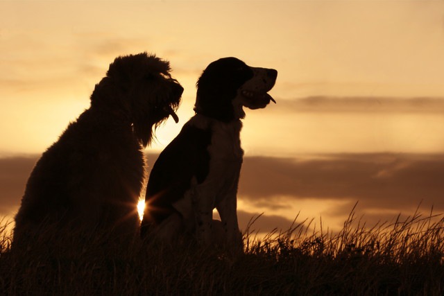 2匹の犬のシルエット