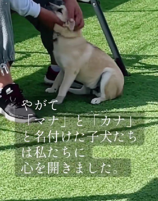 素敵な名前をプレゼント！