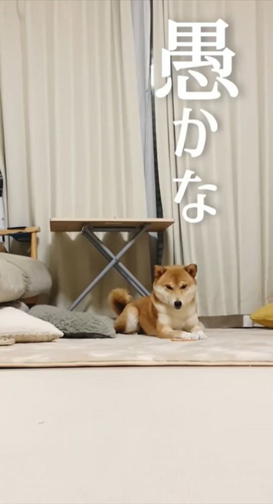 伏せて手前を見る犬