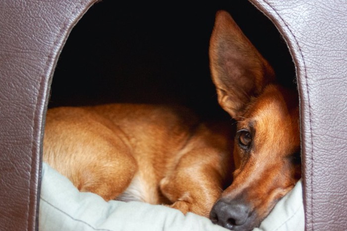 ハウスの中で丸くなる犬