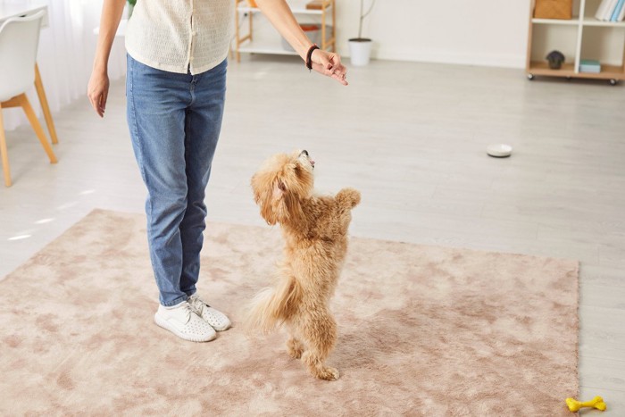 犬を落ち着かせるために指示を出す飼い主