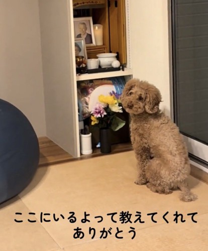 少し振り返るように座る犬