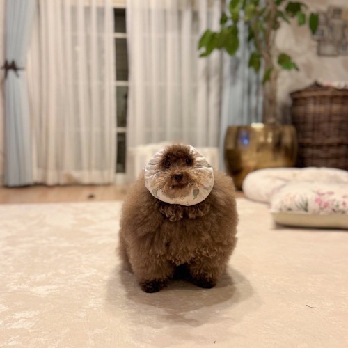顔が