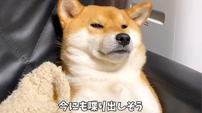 傾く犬